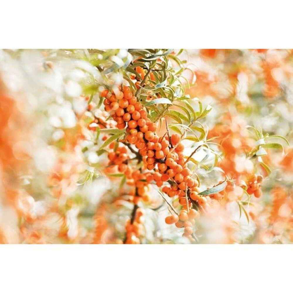 Weleda Elixer Bio Duindoorn - Afbeelding 2